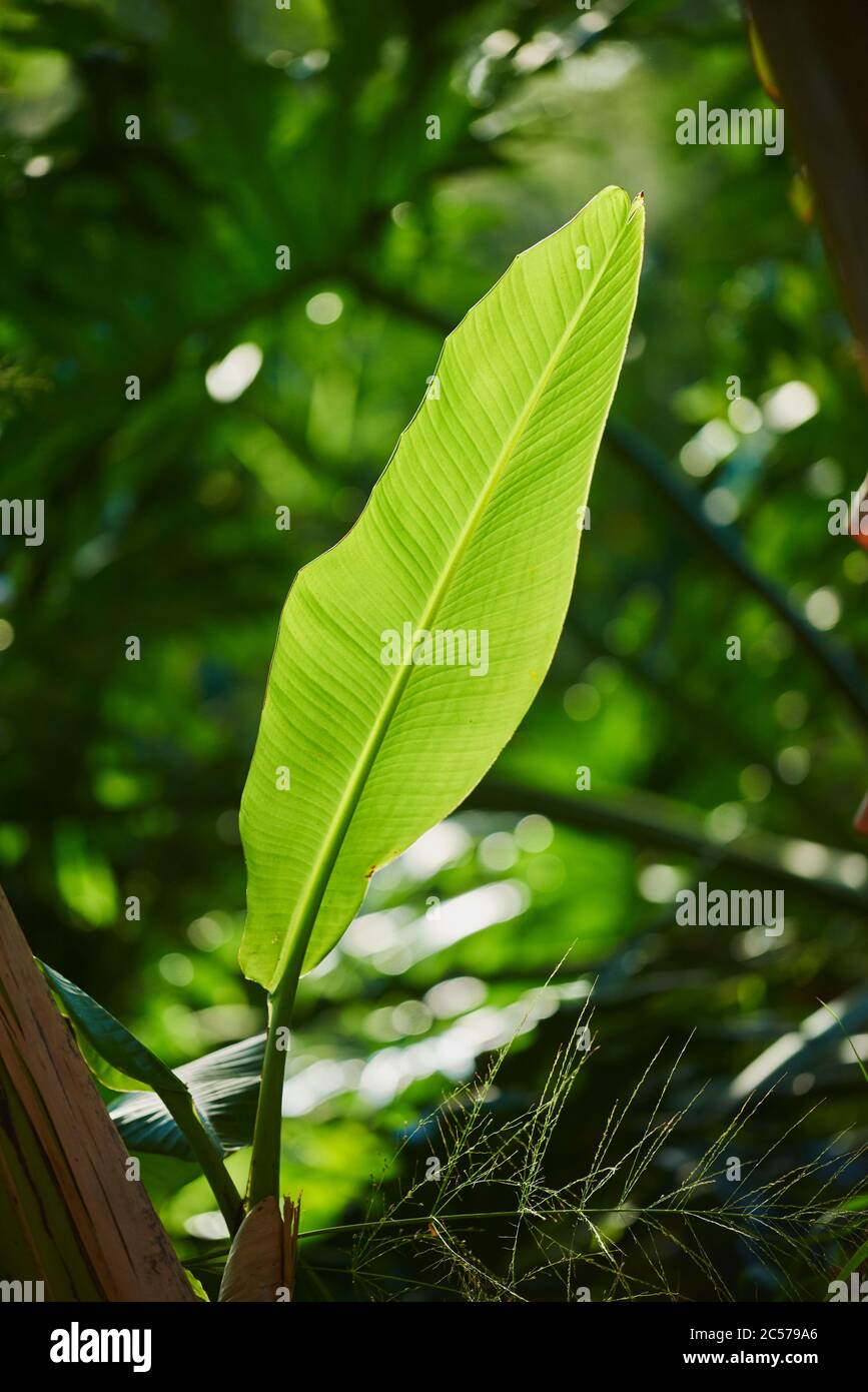 Banana nana, Musa basjoo, foglia, Hawaii, Aloha state, Stati Uniti Foto Stock
