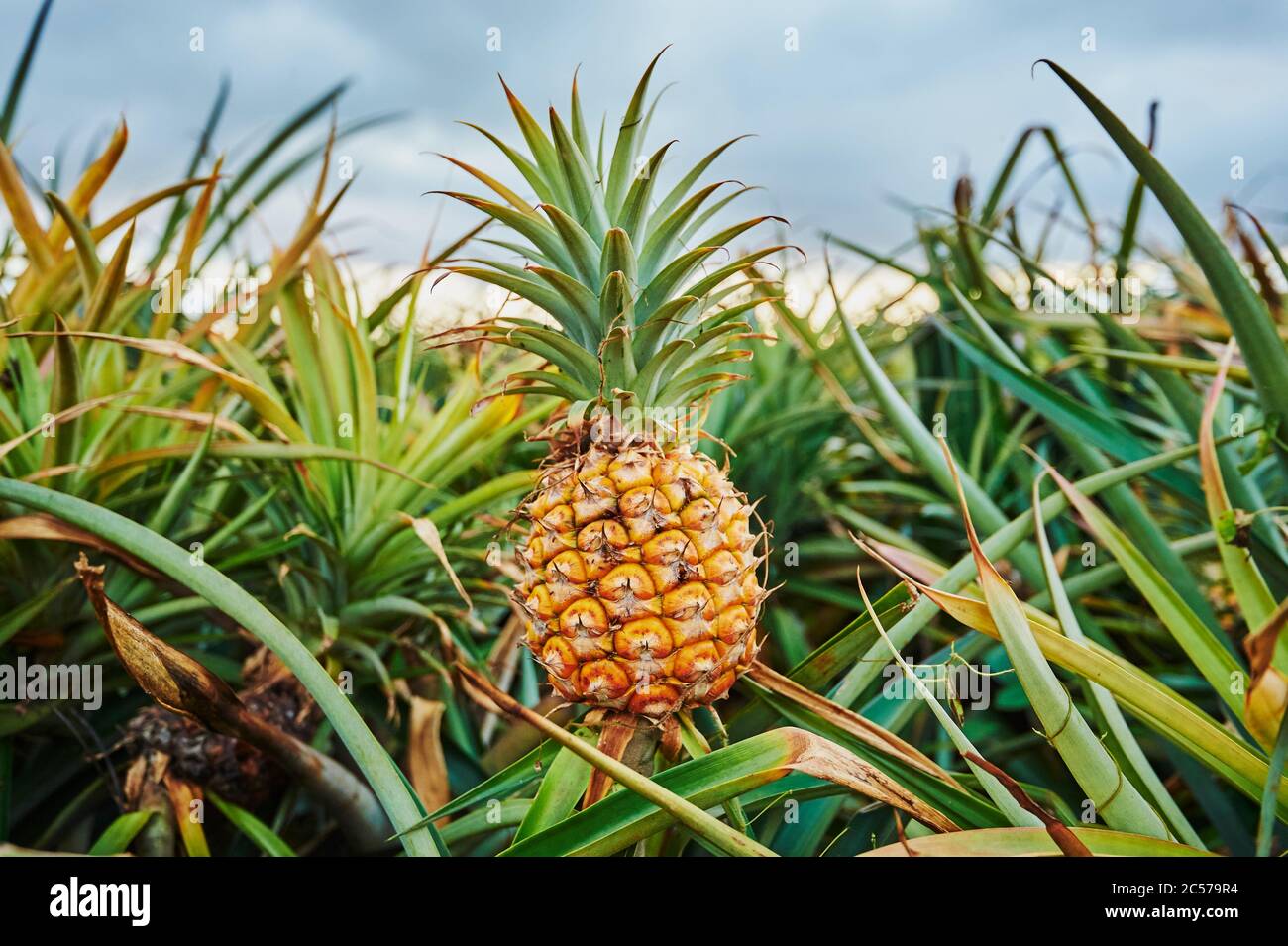Ananas (ananas comosus), piantagione, coltivazione, Hawaii, Aloha state, Stati Uniti Foto Stock
