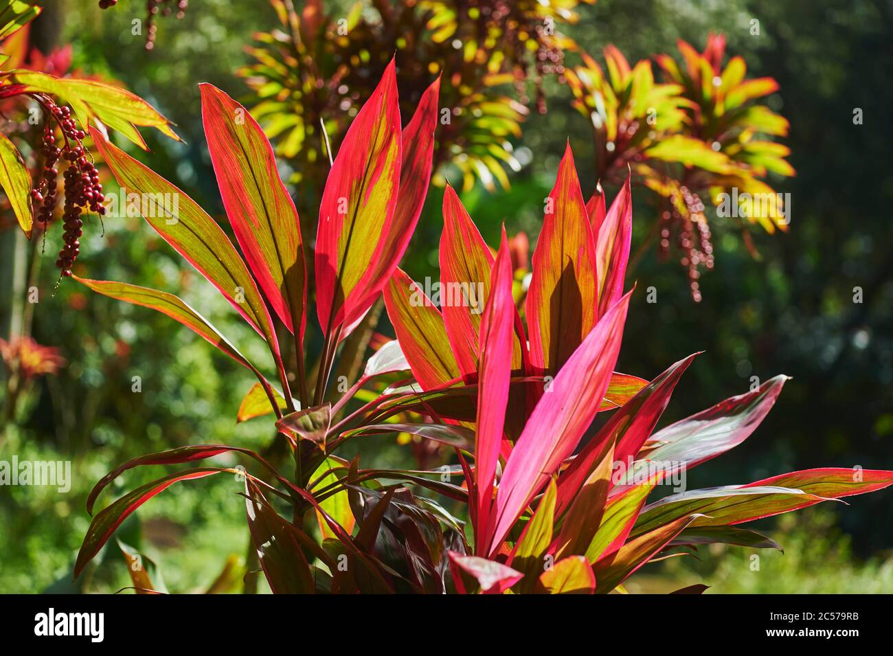 Club Lily (Cordyline fruticosa), agave pianta dalla foresta pluviale tropicale, Hawaii, Aloha state, Stati Uniti Foto Stock