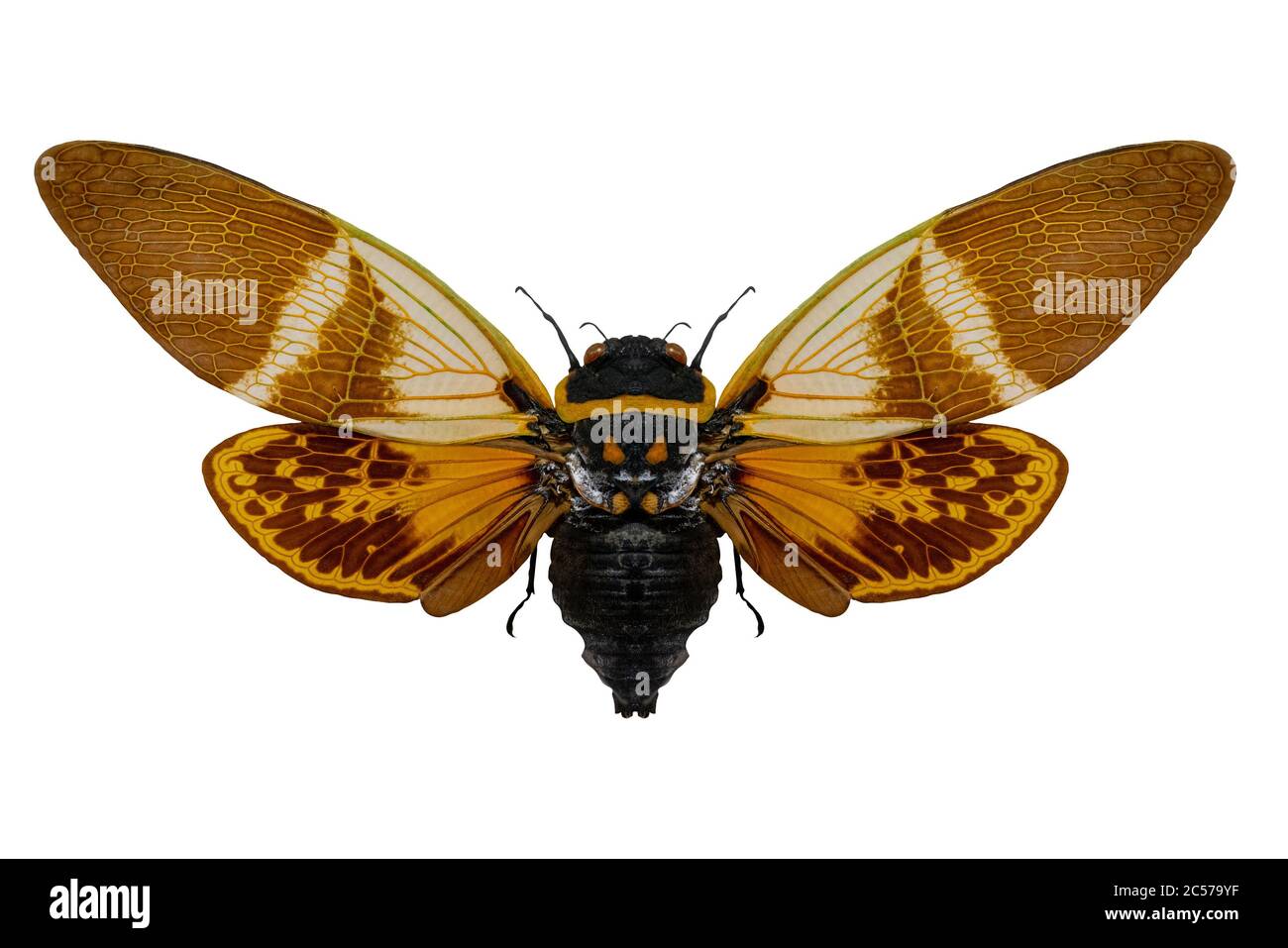 Anganiana flordula cicada insetti volanti. Ali e antenne di un insetto  volante. Il mondo della fauna selvatica Foto stock - Alamy