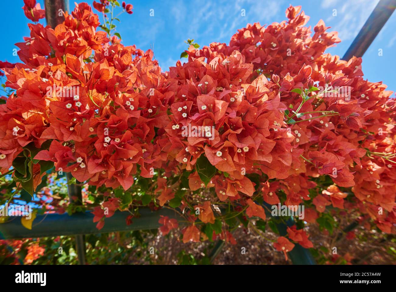 Fiore Bougainvillea anche Bal Triplet Flower (Bougainvillea glabra), Hawaii, Aloha state, Stati Uniti Foto Stock
