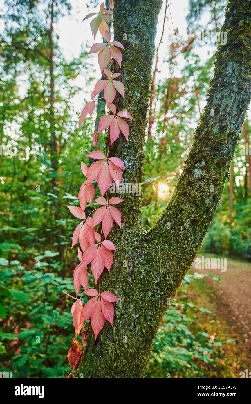 Vino ornamentale, vino, foglie di vite, gambo, coltivazione, autunnale, Baviera, Germania Foto Stock