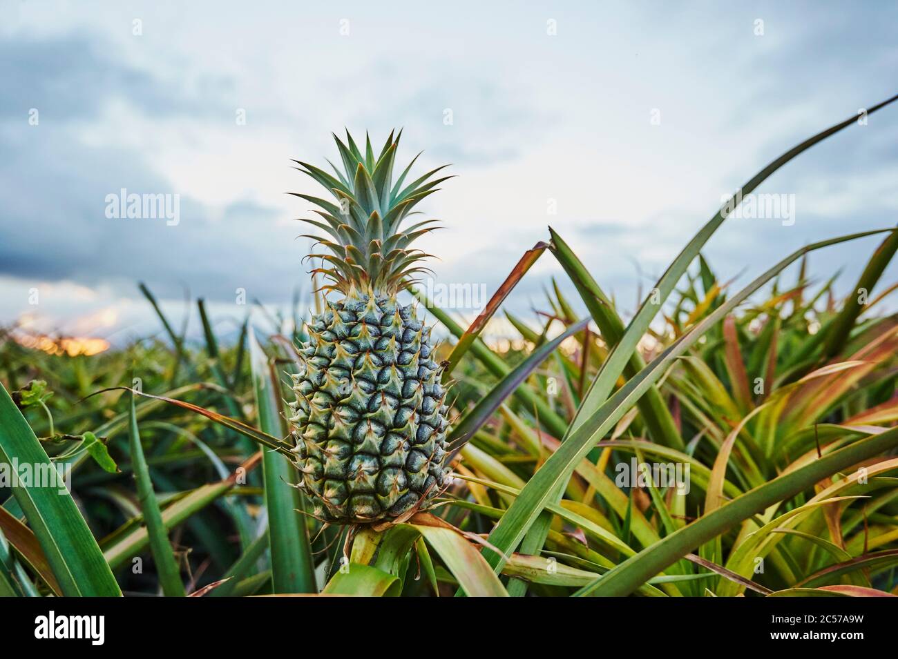 Ananas (ananas comosus), piantagione, coltivazione, Hawaii, Aloha state, Stati Uniti Foto Stock