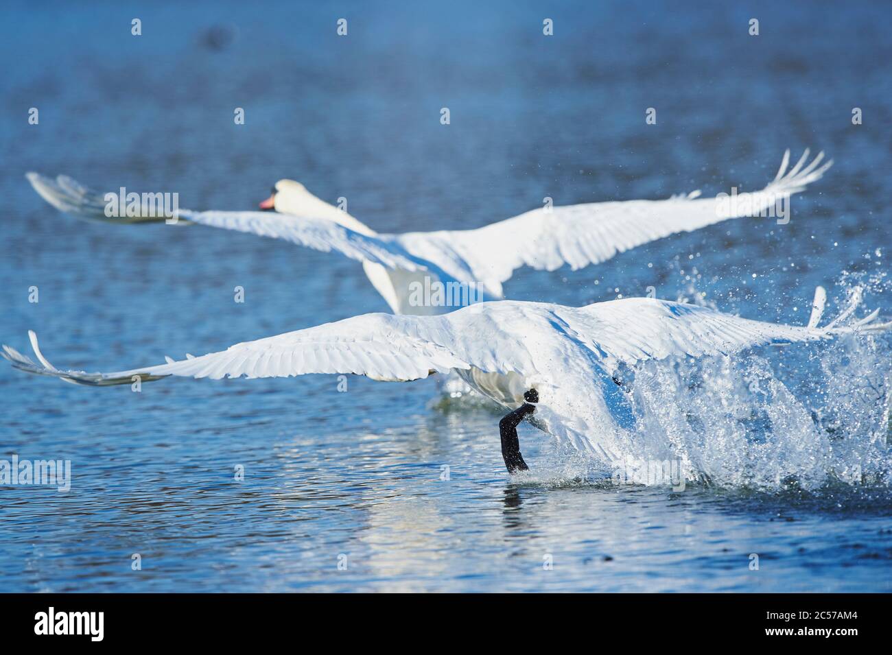 Mute cigni (Cygnus olor) al decollo, Bayern, Germania Foto Stock