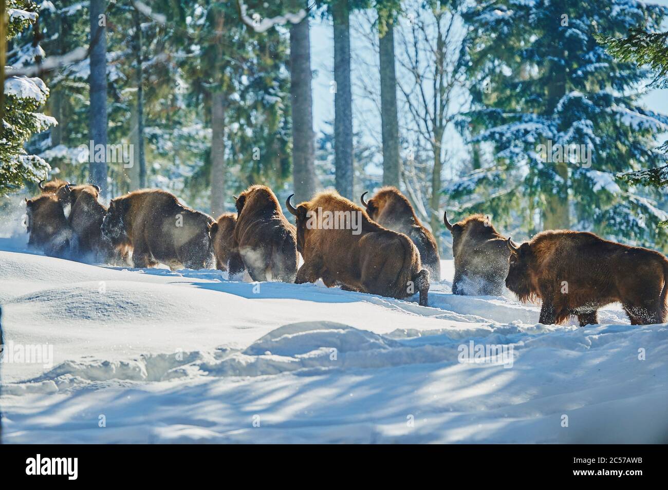 Bisonte europeo (Bison bonasus) in inverno, Bayernn Forest National Park, Bayern, Germania Foto Stock