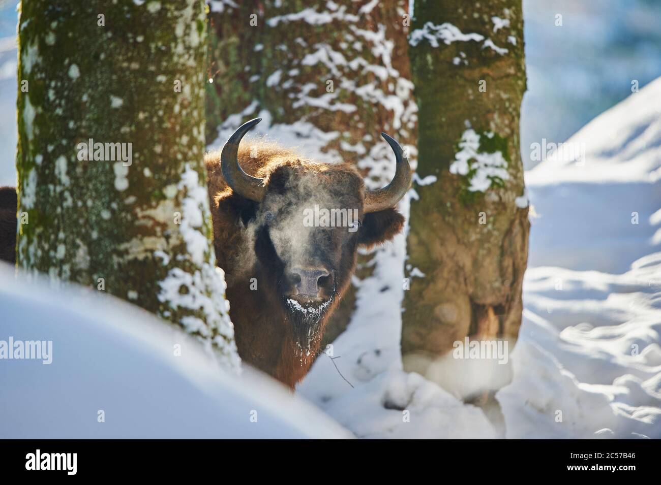 Bisonte europeo (Bison bonasus) in inverno, Bayernn Forest National Park, Bayern, Germania Foto Stock