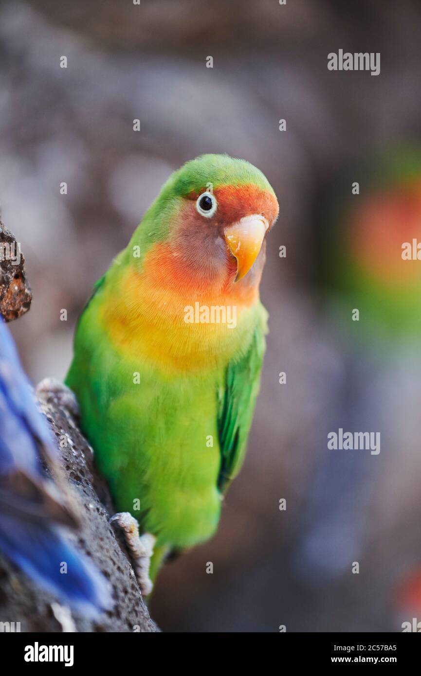 Peach-head (Agapornis fischeri), pappagallo, albero, laterale, seduta, Hawaii, Aloha state, Stati Uniti Foto Stock