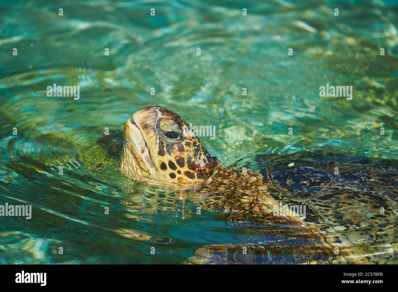 Green Turtle (Chelonia mydas) nuoto, Turtle Bay, Oahu Island, Oahu, Hawaii, Aloha state, Stati Uniti Foto Stock