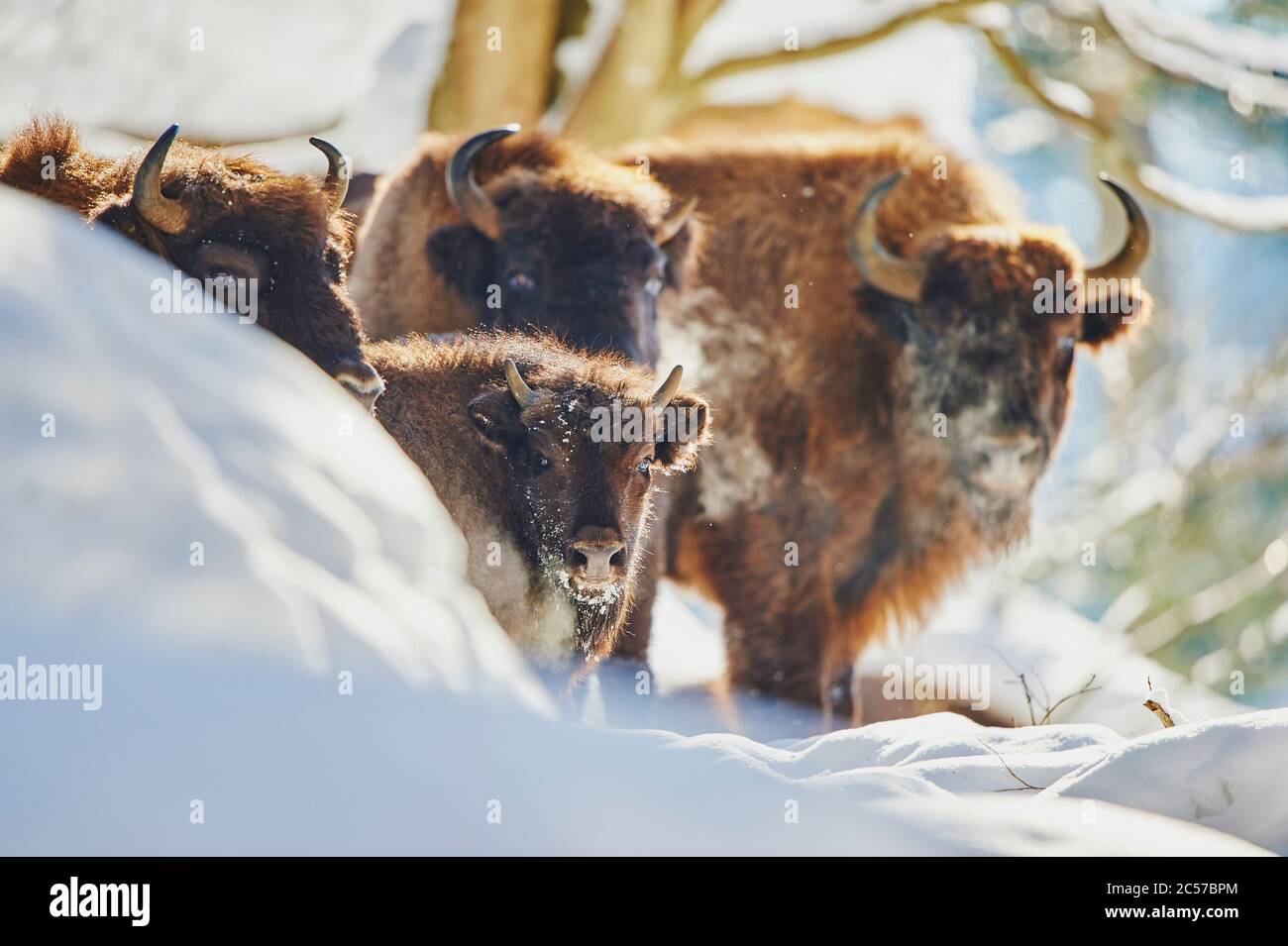 Bisonte europeo (Bison bonasus) in inverno, Bayernn Forest National Park, Bayern, Germania Foto Stock