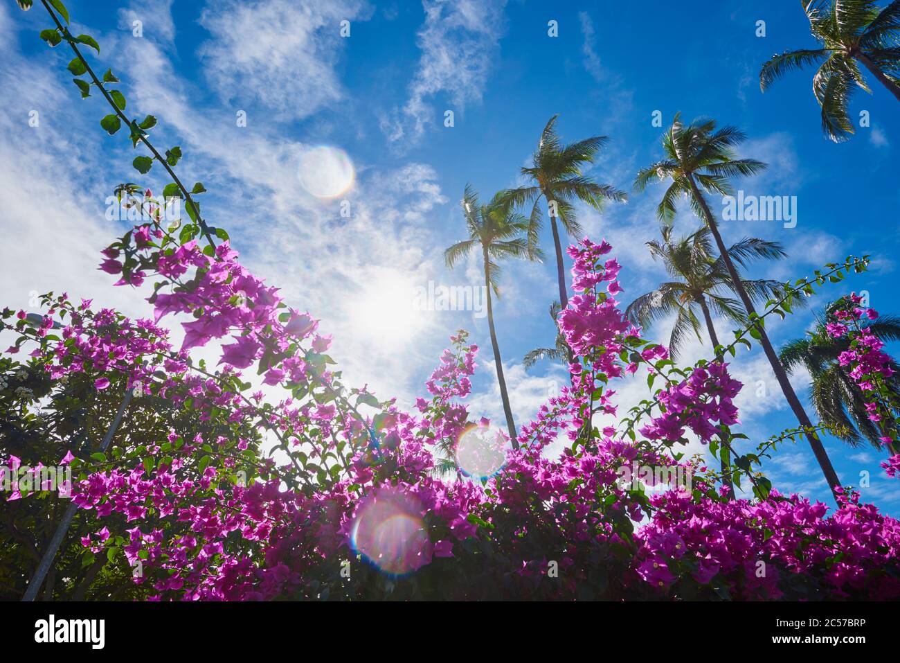 Fiore Bougainvillea anche Bal Triplet Flower (Bougainvillea glabra), Hawaii, Aloha state, Stati Uniti Foto Stock