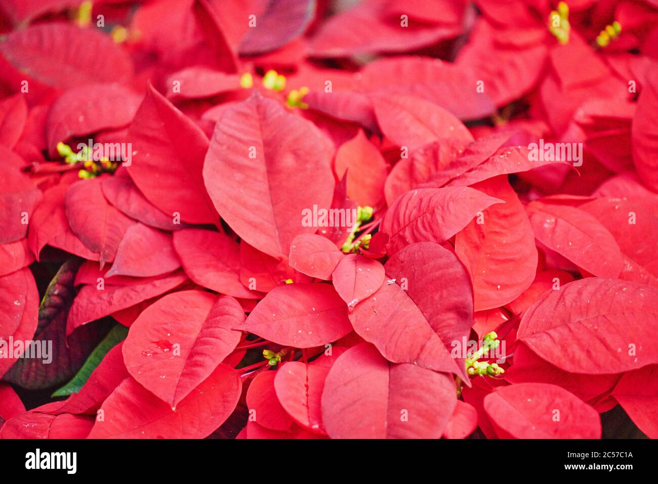Infiorescenza, poinsettia, stella dell'avvento, stella di Natale o poinsettia (Euphorbia pulcherrima), Hawaii, Stato di Aloha, Stati Uniti Foto Stock