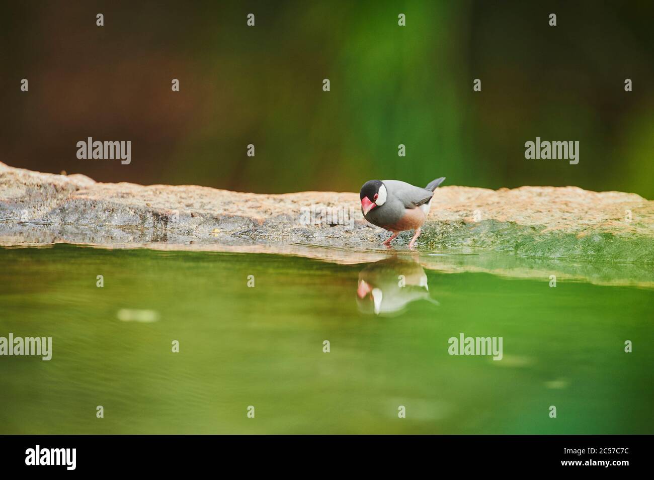 Risaia (Lonchura oryzivora), bordo d'acqua, in piedi, lateralmente, Hawaii, Aloha state, Stati Uniti Foto Stock