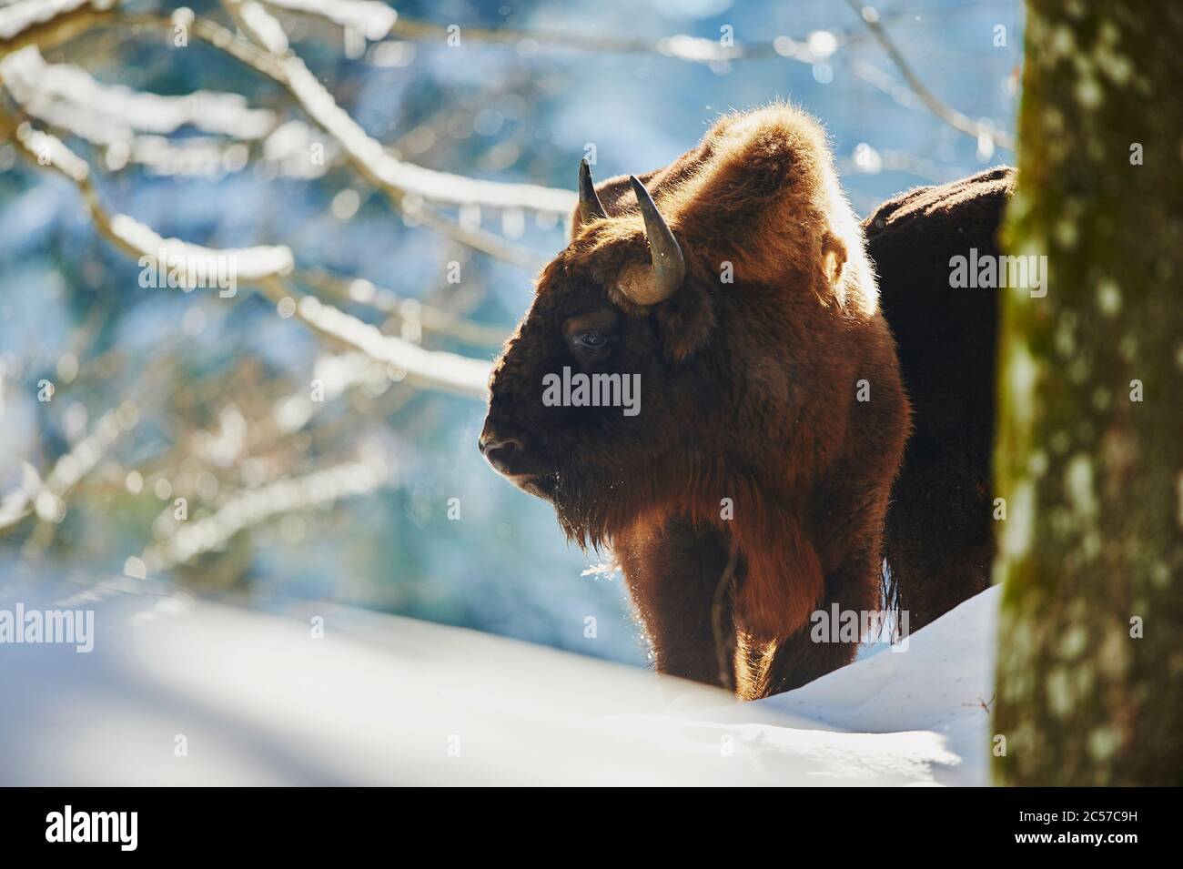 Bisonte europeo (Bison bonasus) in inverno, Bayernn Forest National Park, Bayern, Germania Foto Stock