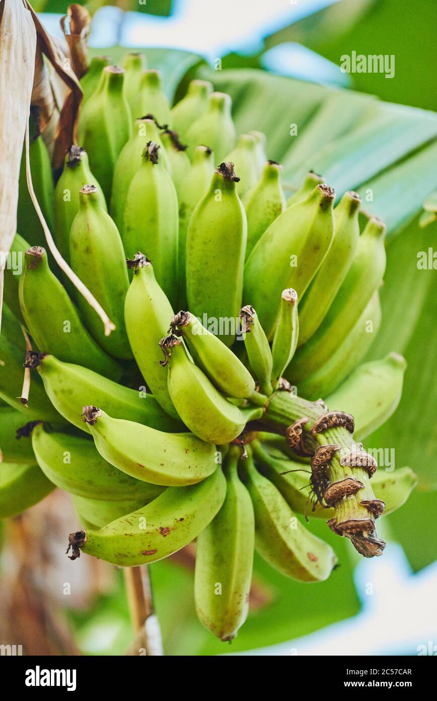 Banane, Musea, su una piantagione, Hawaii, Aloha state, Stati Uniti Foto Stock