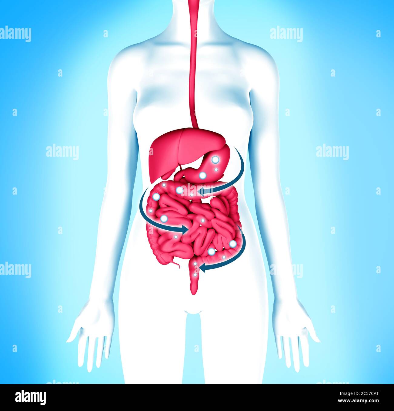 Sistema digestivo detox. Donne dieta pulizia corpo. Foto Stock
