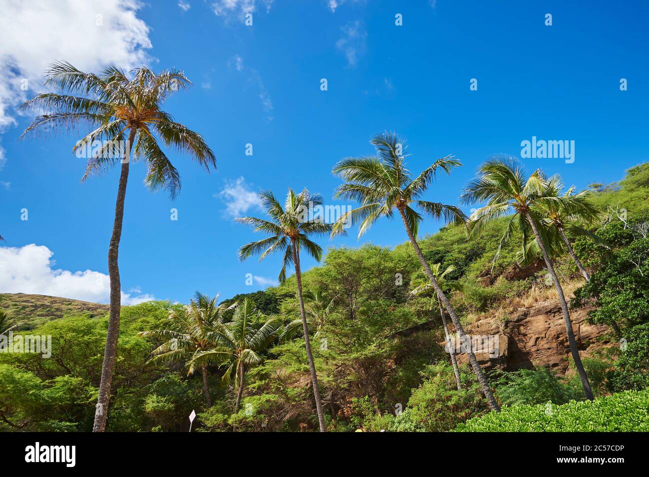 Palme da cocco o palme da cocco (Cocos nucifera), Hanauma Bay, Hawaii, Stati Uniti Foto Stock