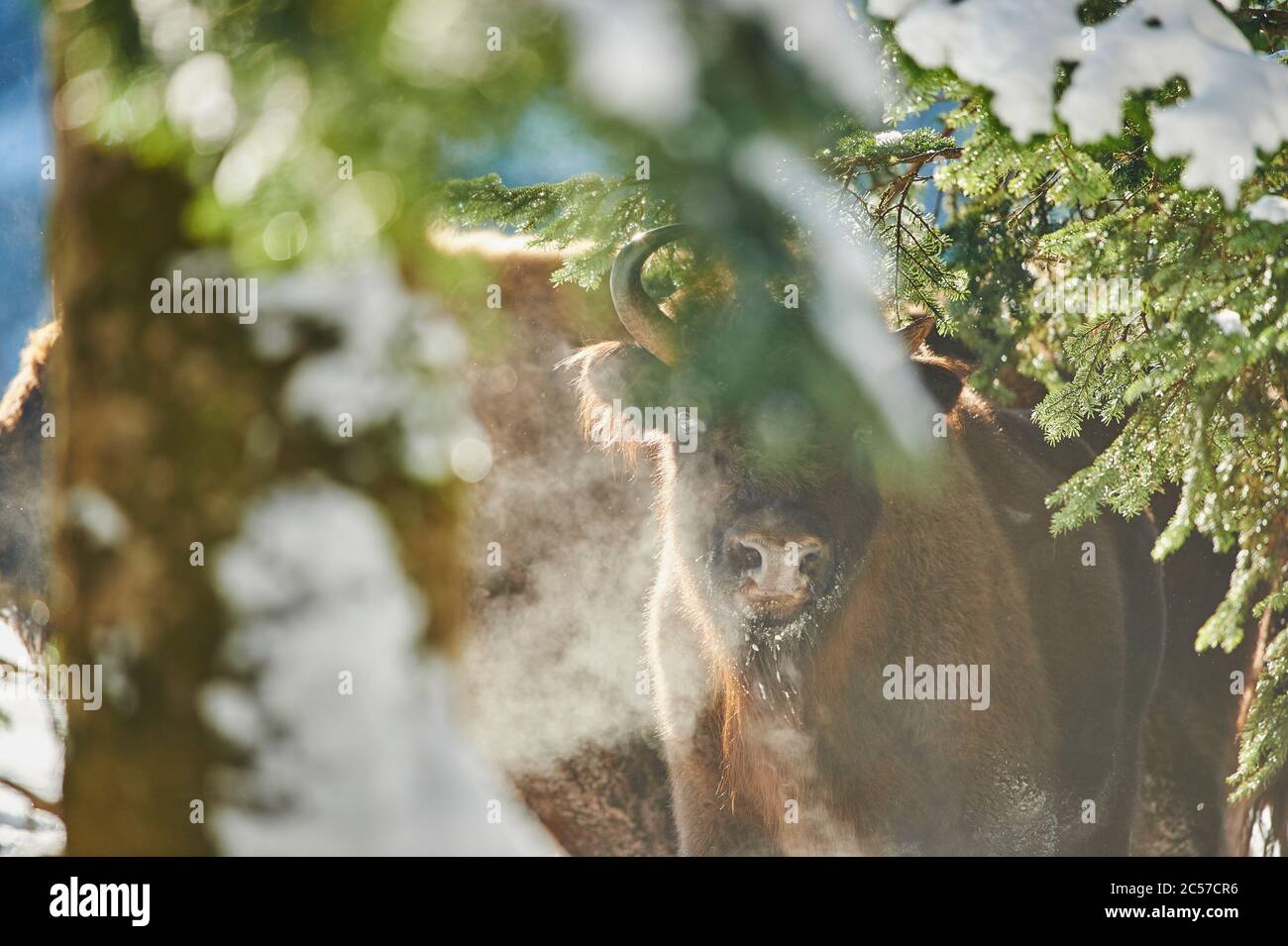 Bisonte europeo (Bison bonasus) in inverno, Bayernn Forest National Park, Bayern, Germania Foto Stock