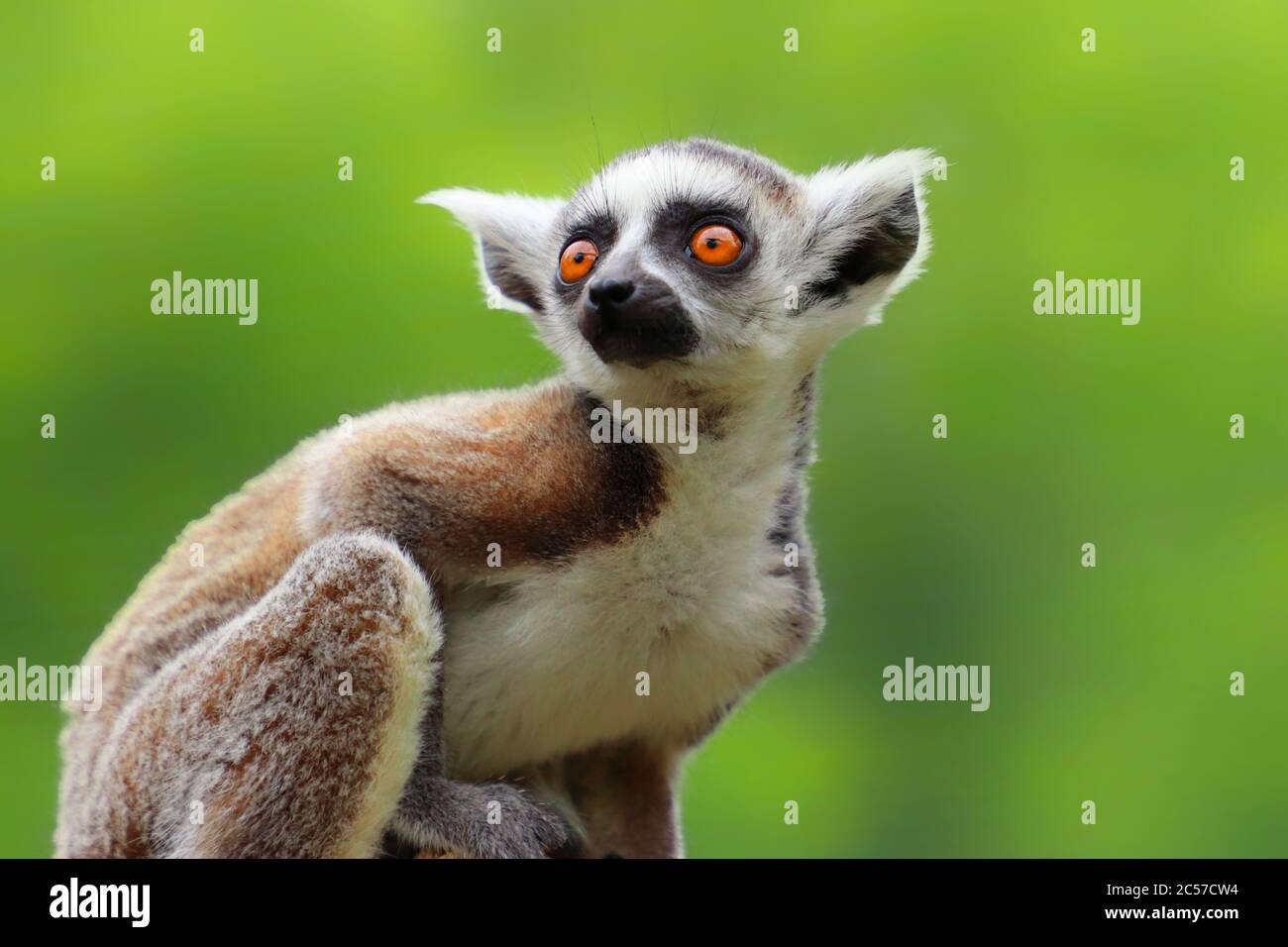 Lemure con coda ad anello su sfondo verde. Ritratto lemure con coda ad anello. Una scimmia piccola, prety, famosa, bella Foto Stock
