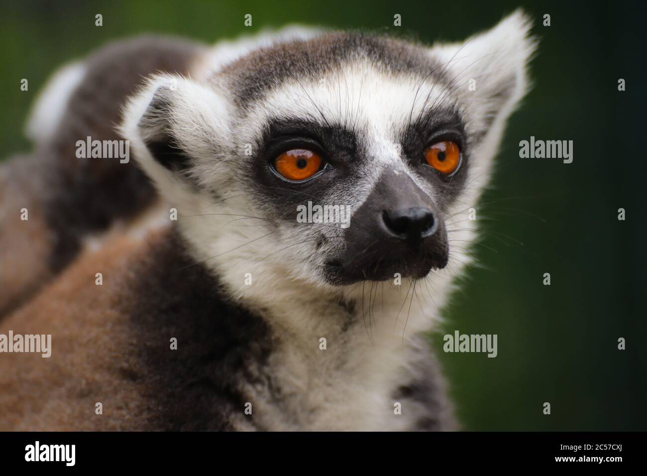 Ritratto di scimmia popolare Lemur catta. Dettaglio lemur volto sullo sfondo verde. Foto Stock