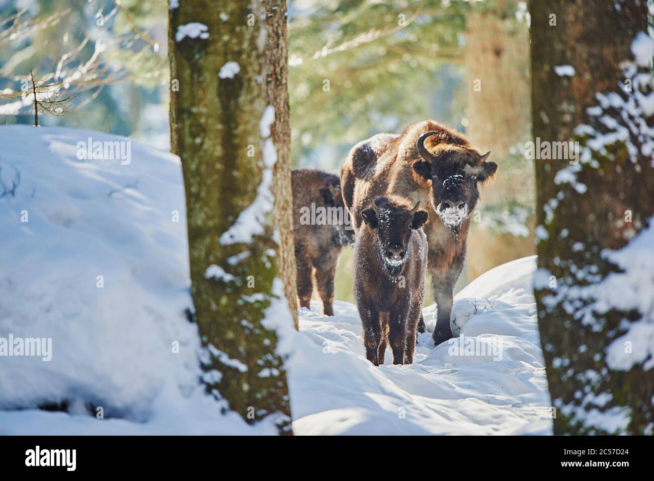 Bisonte europeo (Bison bonasus) in inverno, Bayernn Forest National Park, Bayern, Germania Foto Stock