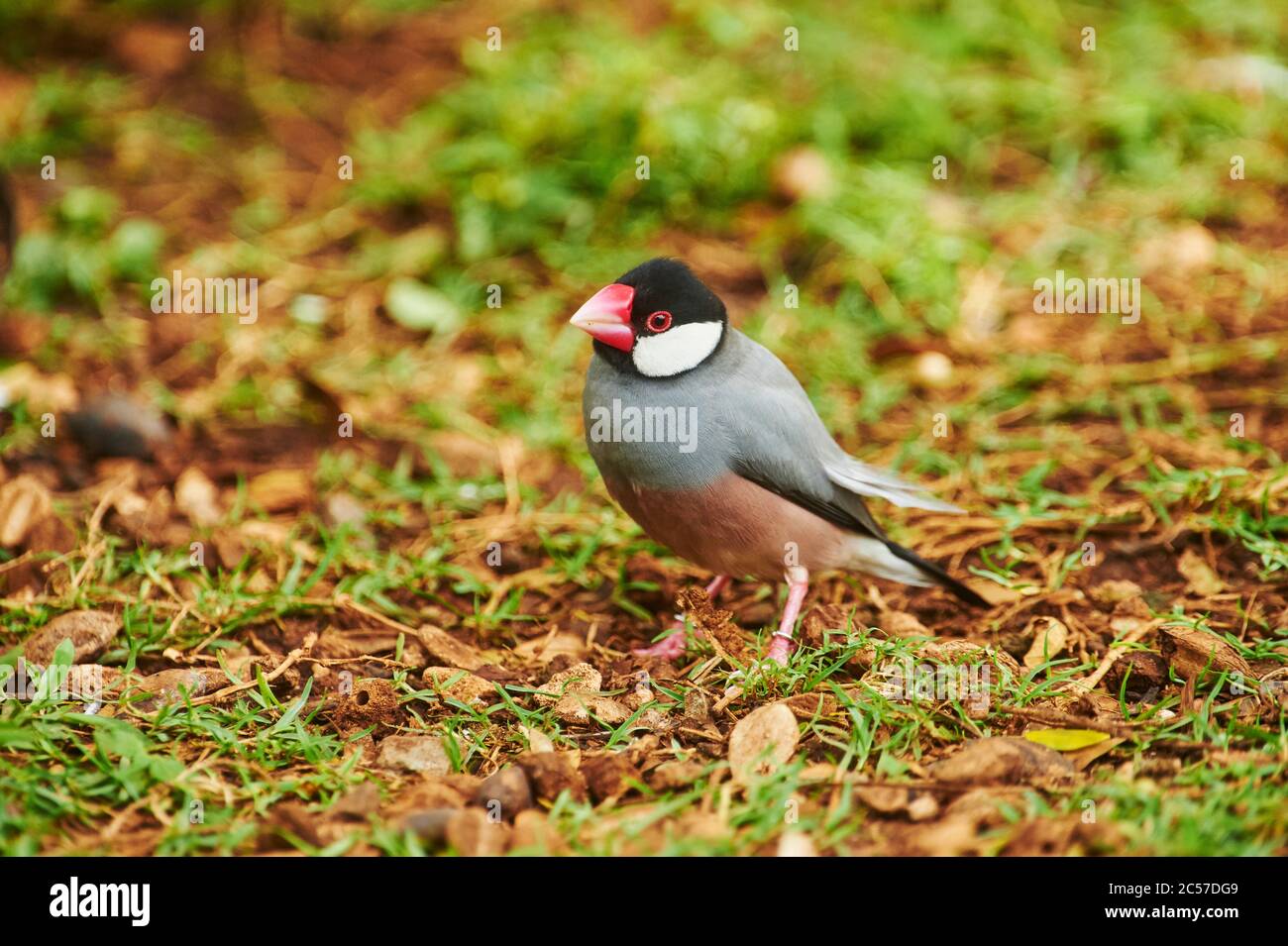 Risaia (Lonchura oryzivora), bordo d'acqua, in piedi, lateralmente, Hawaii, Aloha state, Stati Uniti Foto Stock