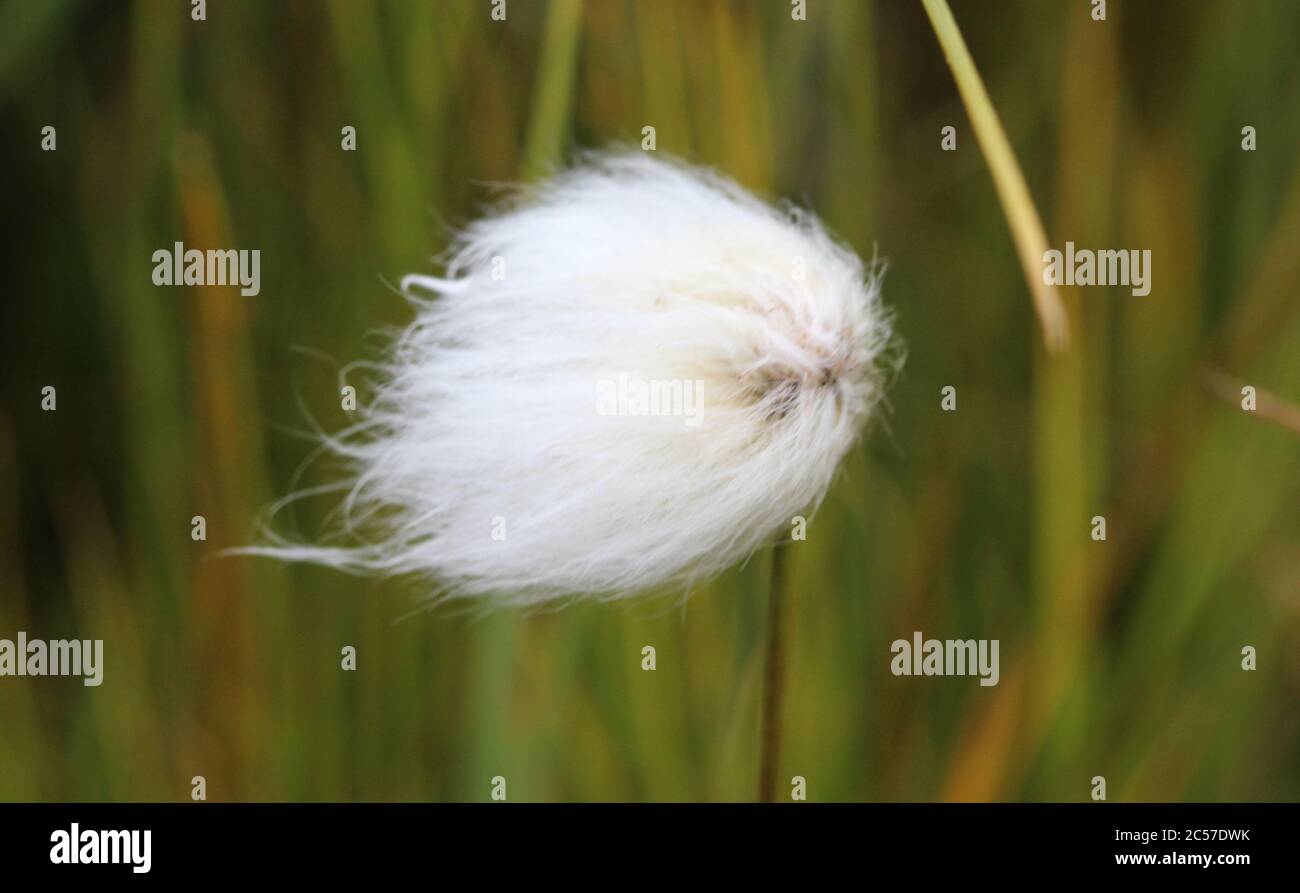 Primo piano di Eriophorum scheuchzeri, conosciuto anche come cotongrass di Scheuchzer e cotongrass bianco Foto Stock