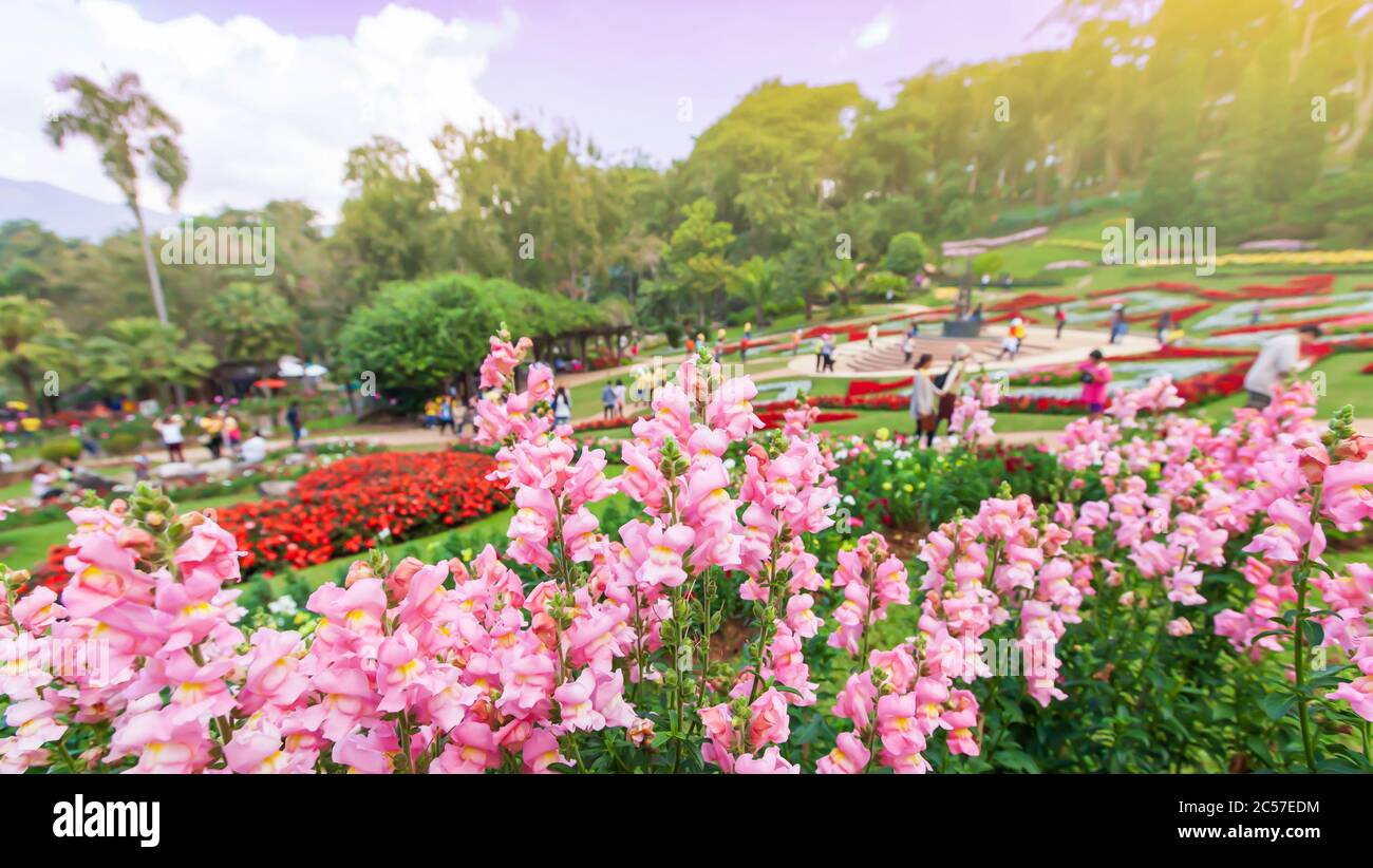 Fiori colorati in piena fioritura nel giardino tropicale, un gruppo di turisti relax sfocato negli sfondi. Doi Tung, Mae Fah Luang Giardino. Foto Stock