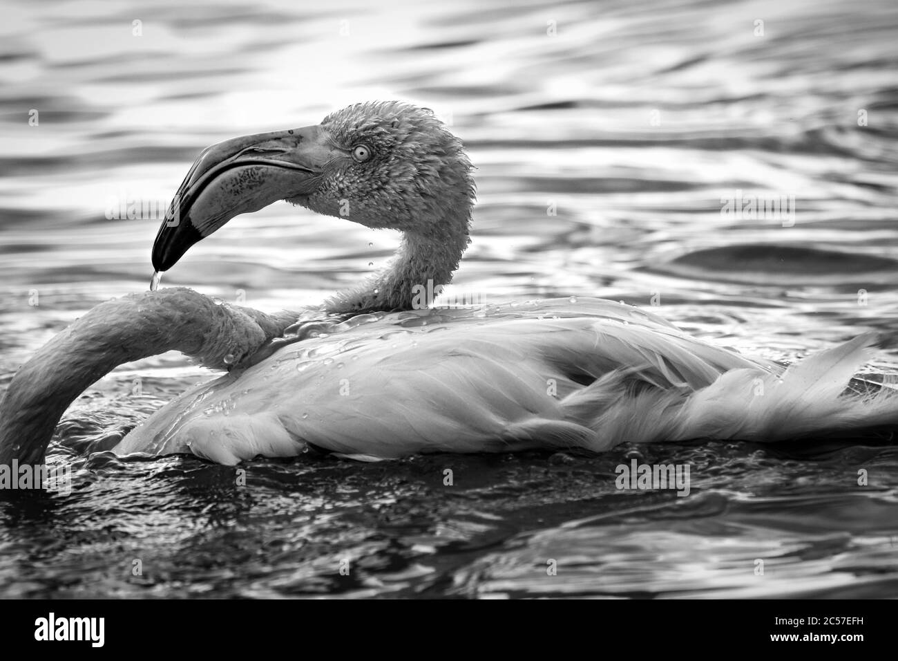 Flamingo in acqua. Verticale in bianco e nero. Foto da animali vivi. Foto Stock