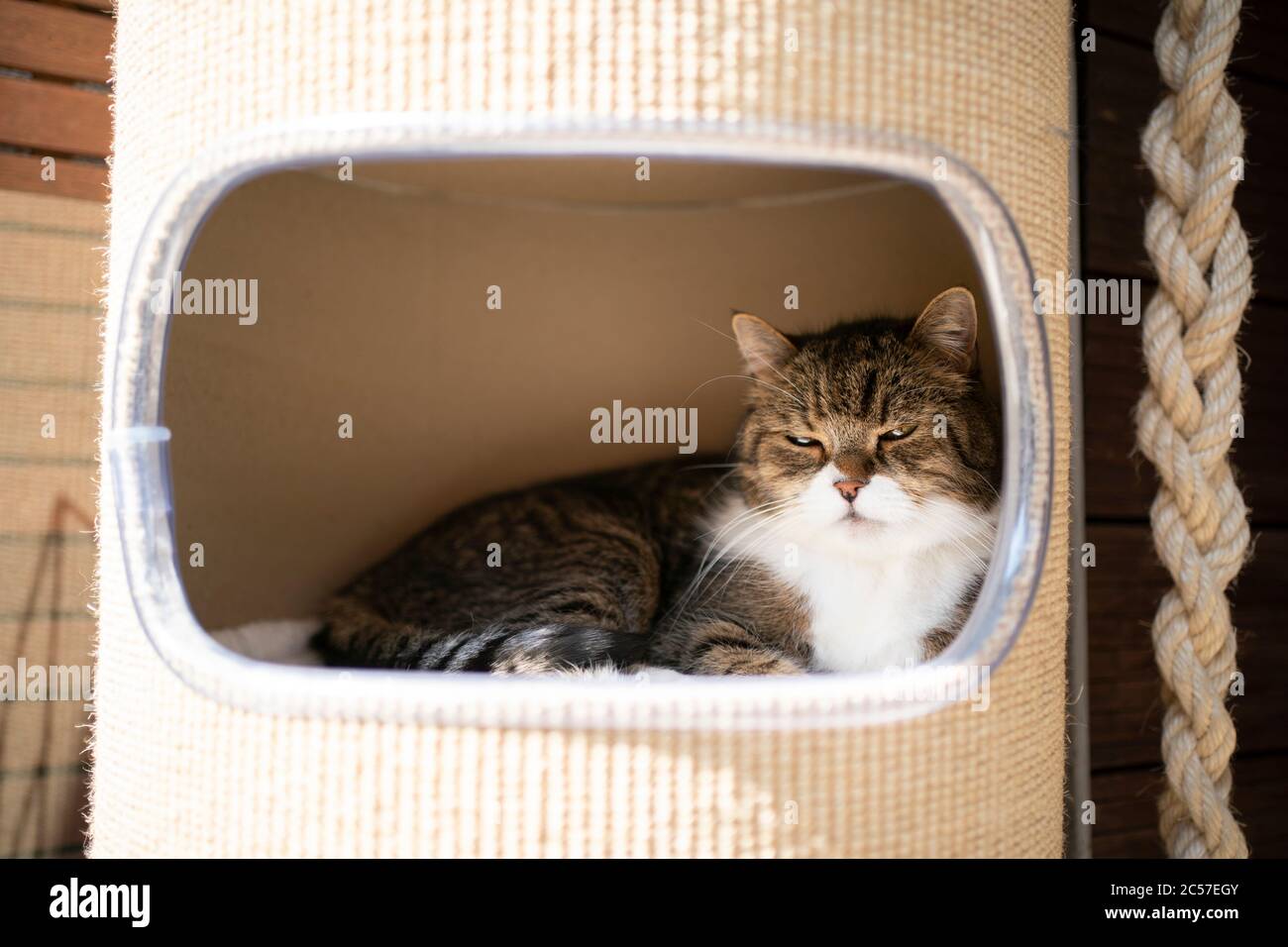 tabby gatto shorthair britannico bianco che riposa in grotta dell'animale domestico di graffiare posto all'aperto in luce del sole Foto Stock