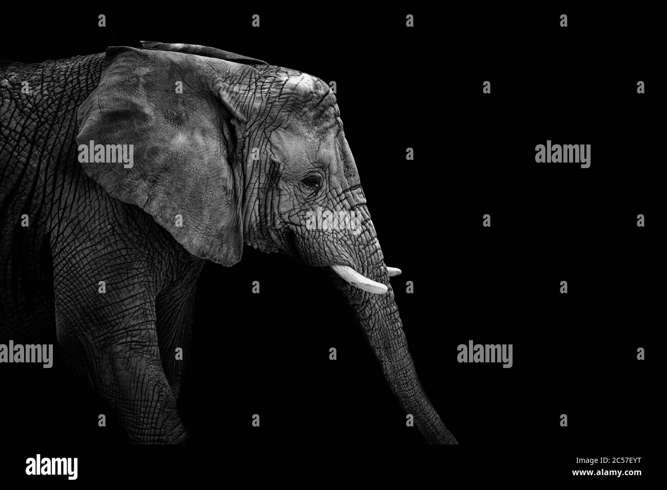 Ritratto Mochrome elefante. Faccia elefante. Animale al nero. In bianco e nero poster. Elefante africano. Foto Stock