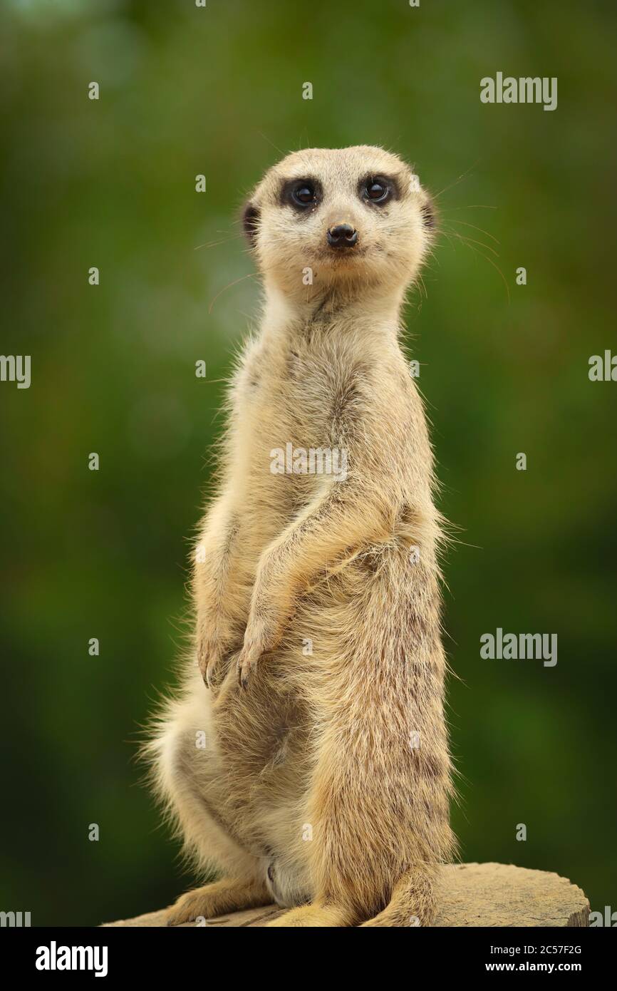 Divertente meerkat è in piedi Foto Stock