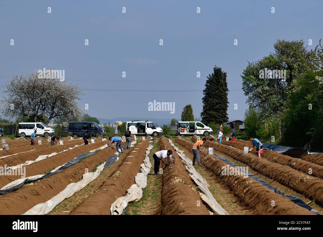 Lavoratori temporanei stab asparagi, vendemmia di asparagi, Schmidener Feld, Schmiden vicino Stoccarda, Baden-Württemberg, Germania Foto Stock