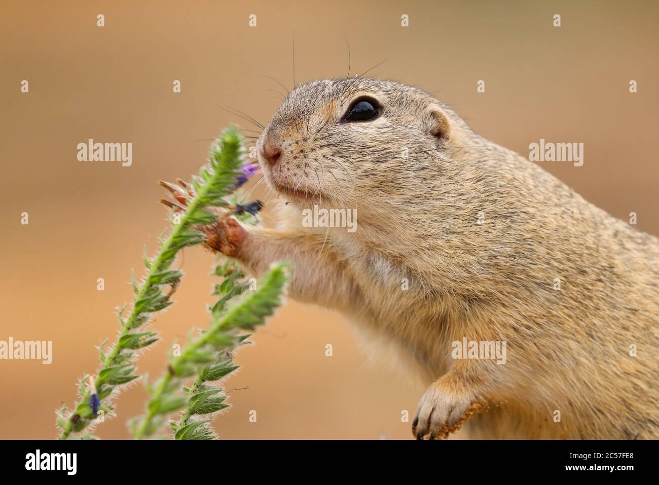 Piccolo roditore. Foto da animali vivi. Natura selvaggia in Europa. Dettaglio animale. Foto Stock