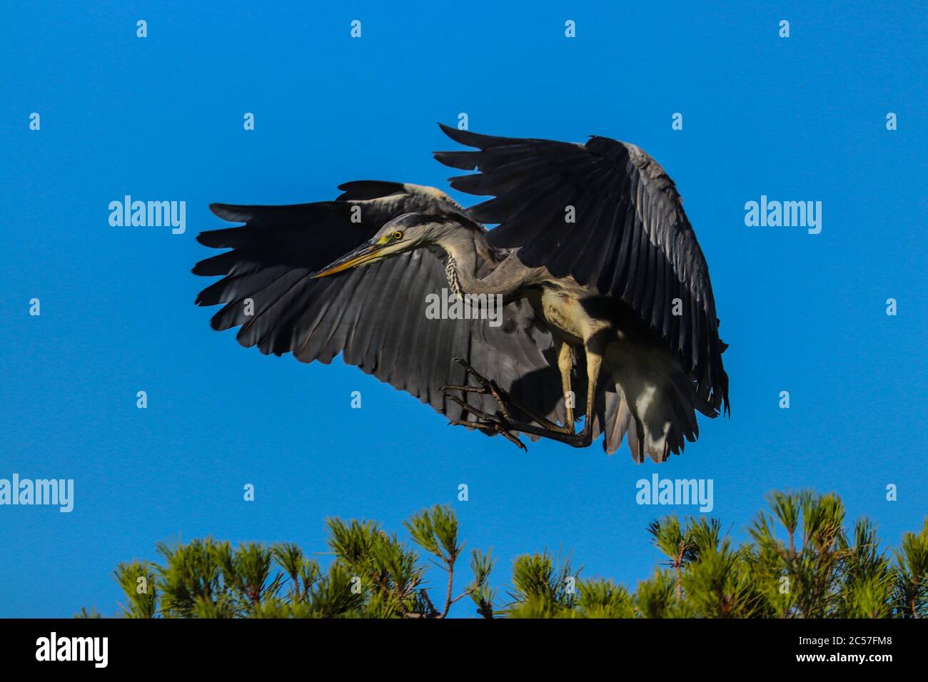 Terre di airone grigio. Uccello in natura selvaggia. Foto dal vivo di aniamal. Foto Stock