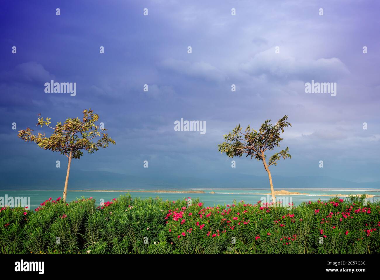 Due alberi sulla spiaggia. Mare con alberi, mare e cielo drammatico. Paesaggio naturale. Mare morto, Israele Foto Stock