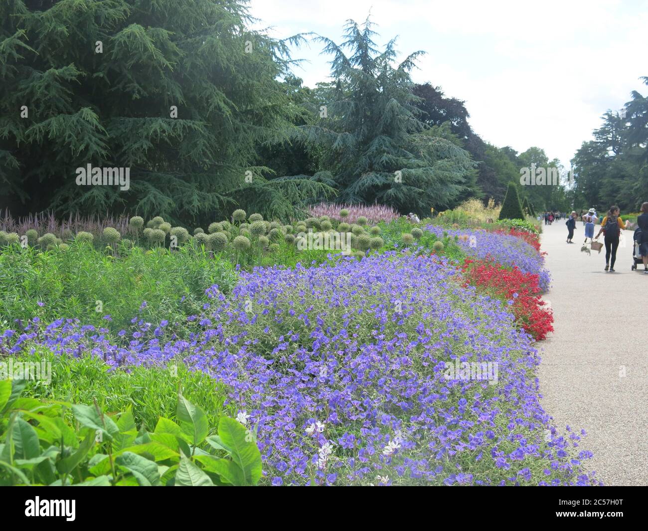 Aperto di recente ai visitatori dopo il Covid 19, il Grande passeggiata costeggia nel cuore dei Kew Gardens e rappresenta una festa fibroante per i sensi Foto Stock