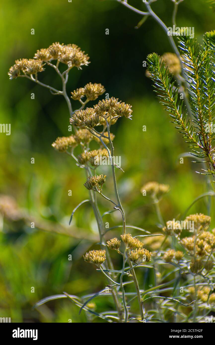 Ripresa verticale di piante di angelica con sfondo sfocato Foto Stock