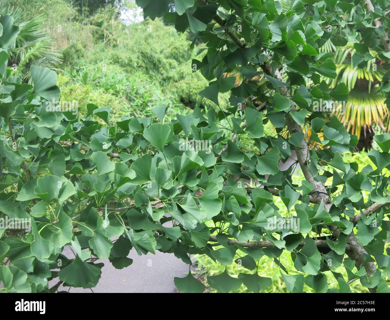Un ramo dell'albero del ginkgo biloba con le sue insolite foglie a ventaglio. Foto Stock