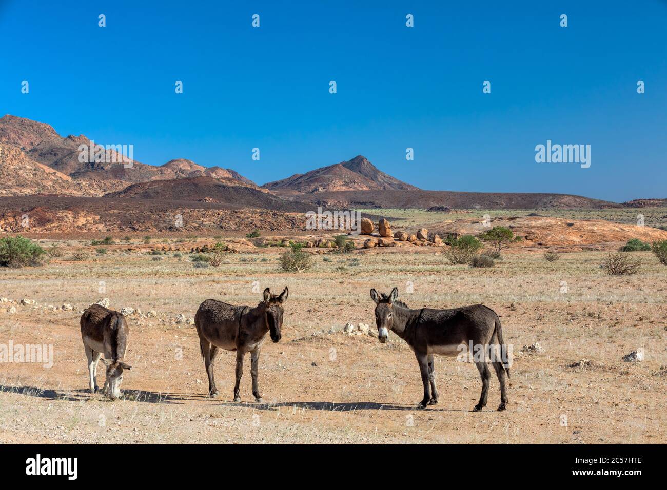 Asino pascolo nel vasto e desolato paesaggio desertico della montagna di Brandberg, Namibia. Foto Stock