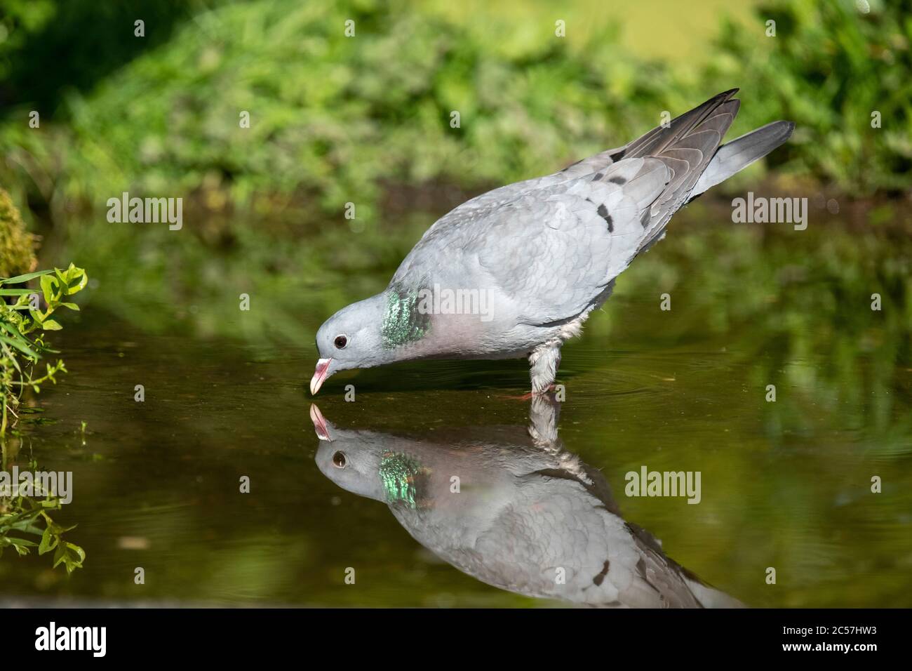 Uccello, Stoke dove, bere da piscina con riflessione in acqua, Surrey UK Foto Stock