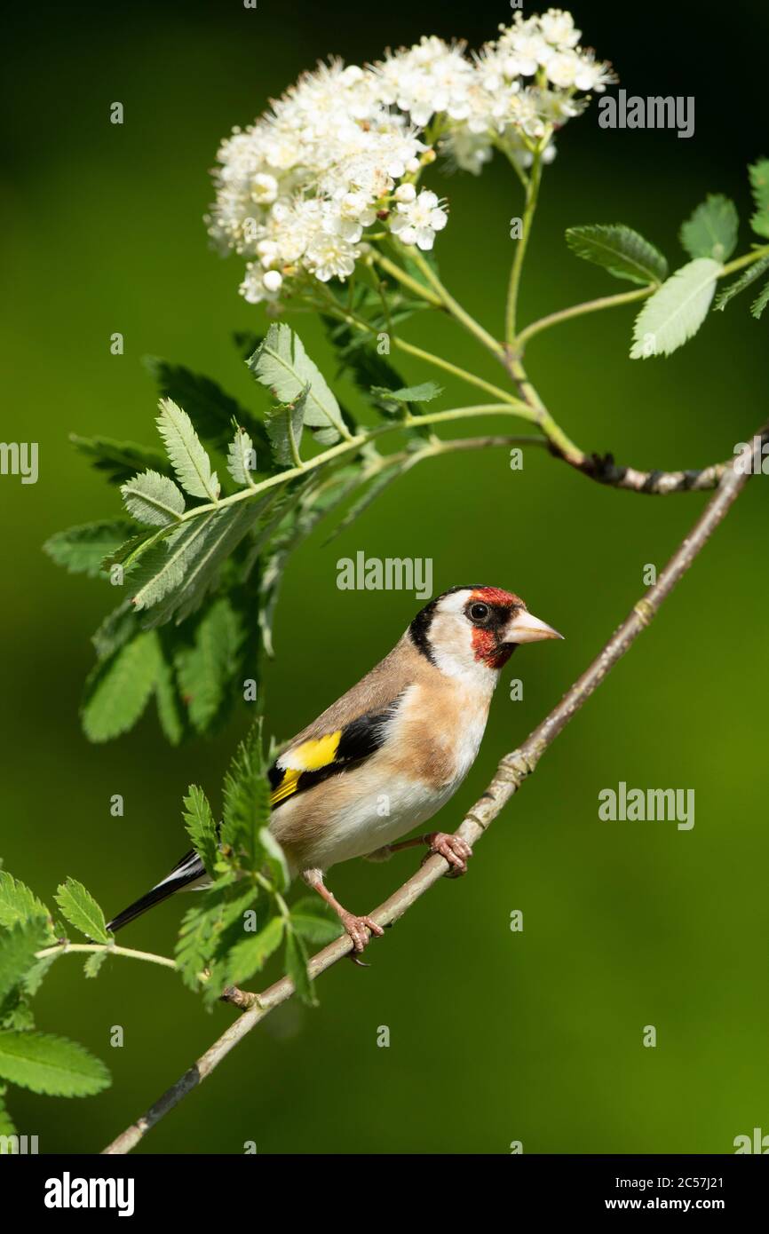 Goldfinch, adulto, ritratto, in un albero più anziano, primavera, surrey uk Foto Stock