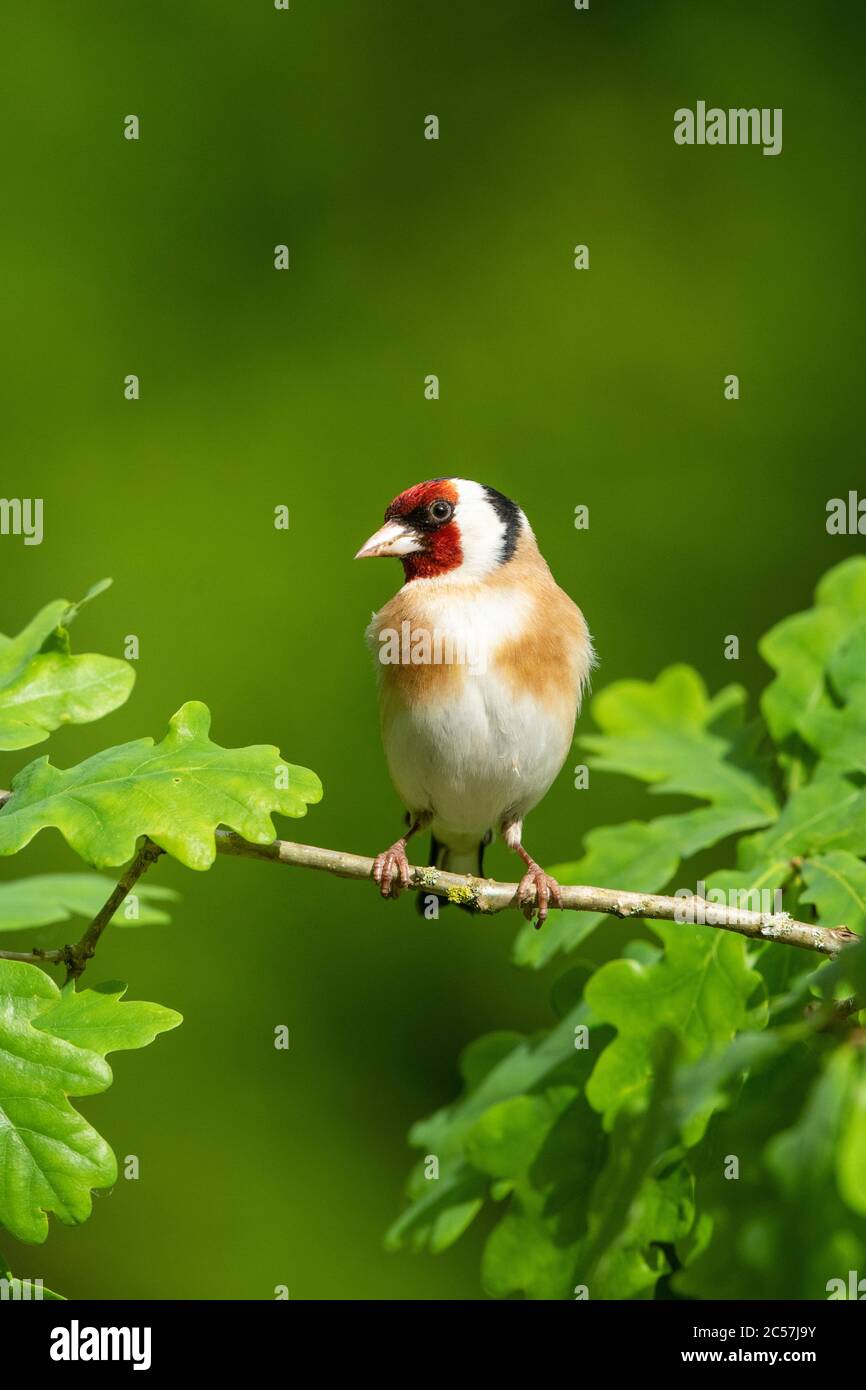 Goldfinch, ritratto, in un albero di quercia, primavera, surrey UK Foto Stock