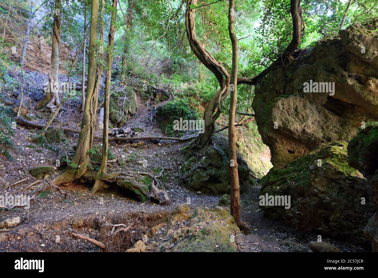 Dingley Dell, Dingly Dell o misteriosa Foresta o Woodland & Rock o Boulder nella Carmes Valley Barjols Var Provence France Foto Stock