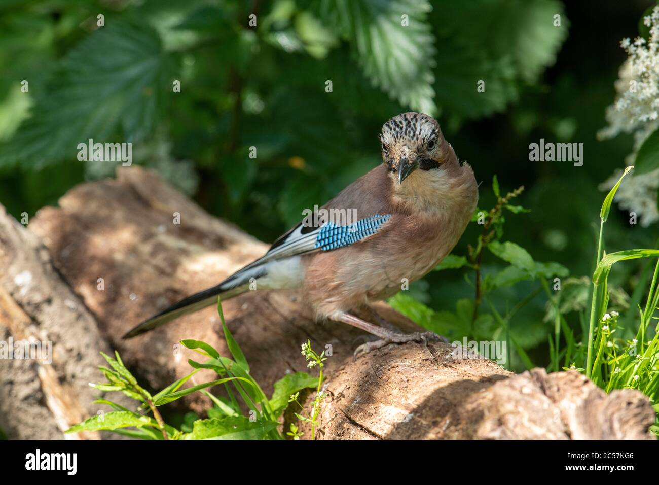 Jay, adulto, foraging a terra, primavera, surrey uk Foto Stock