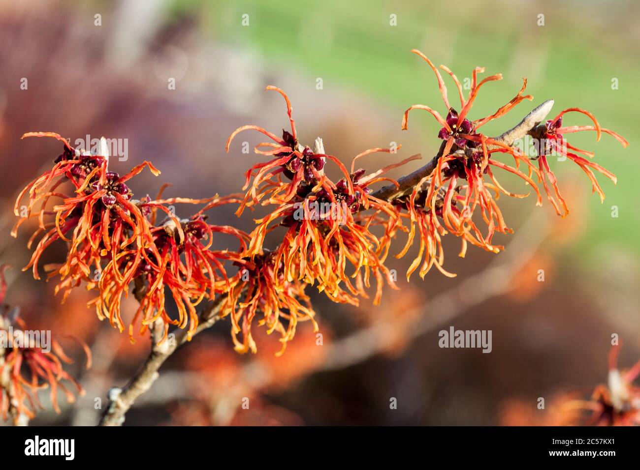 Witch Hazel (Hamamelis) un arbusto fiorito di primavera arancione rosso giallo Foto Stock