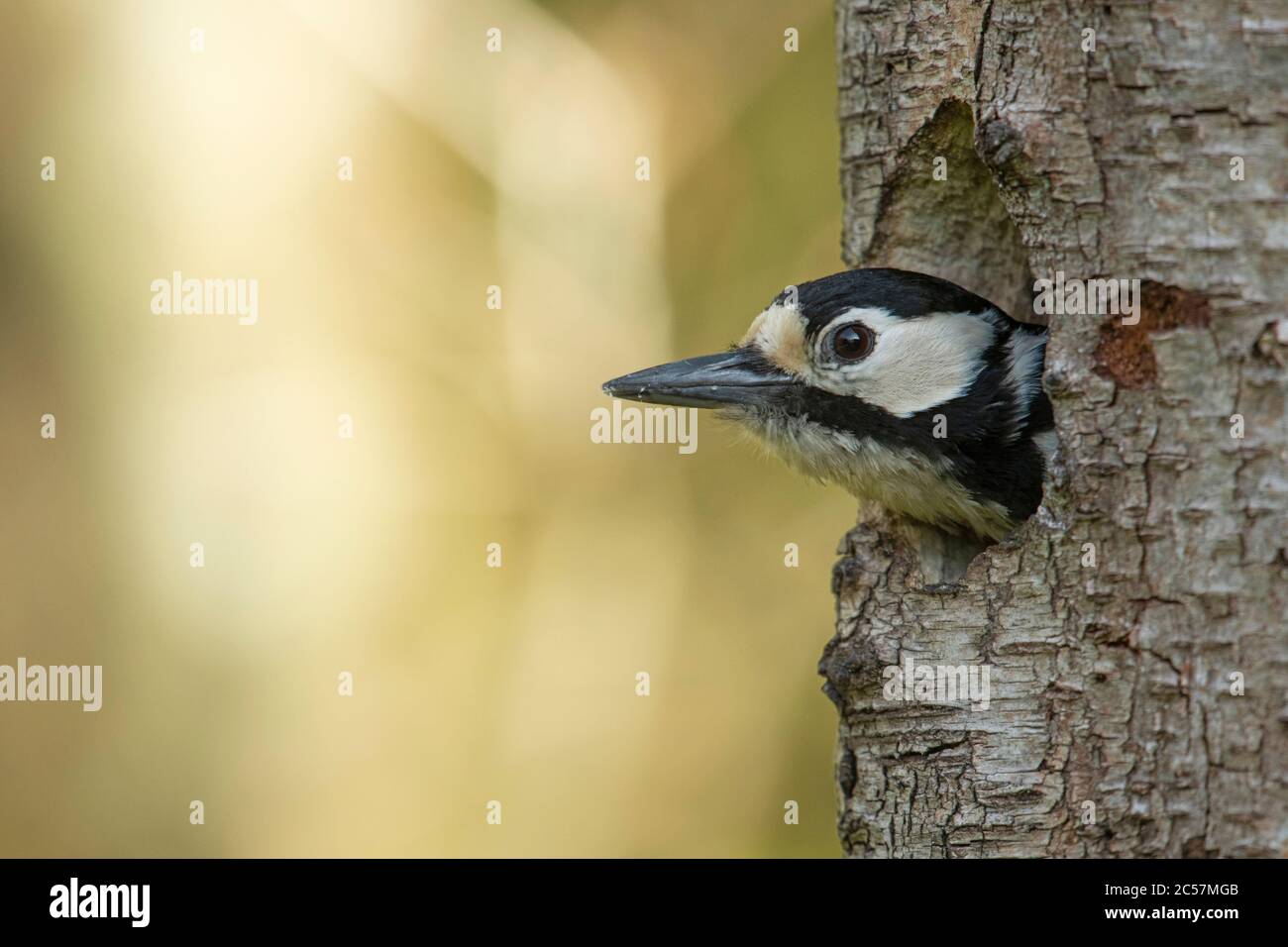 Great Spotted Woodpecker, femmina, con testa fuori foro nido, betulla argento, surrey UK Foto Stock