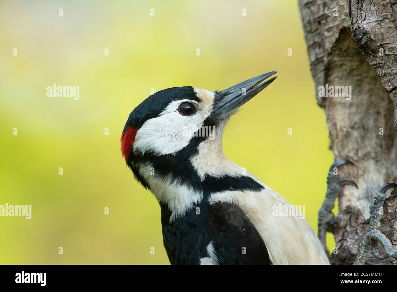 Great Spotted Woodpecker, maschio, studio principale, al buco del nido, albero di betulla d'argento, surrey UK Foto Stock