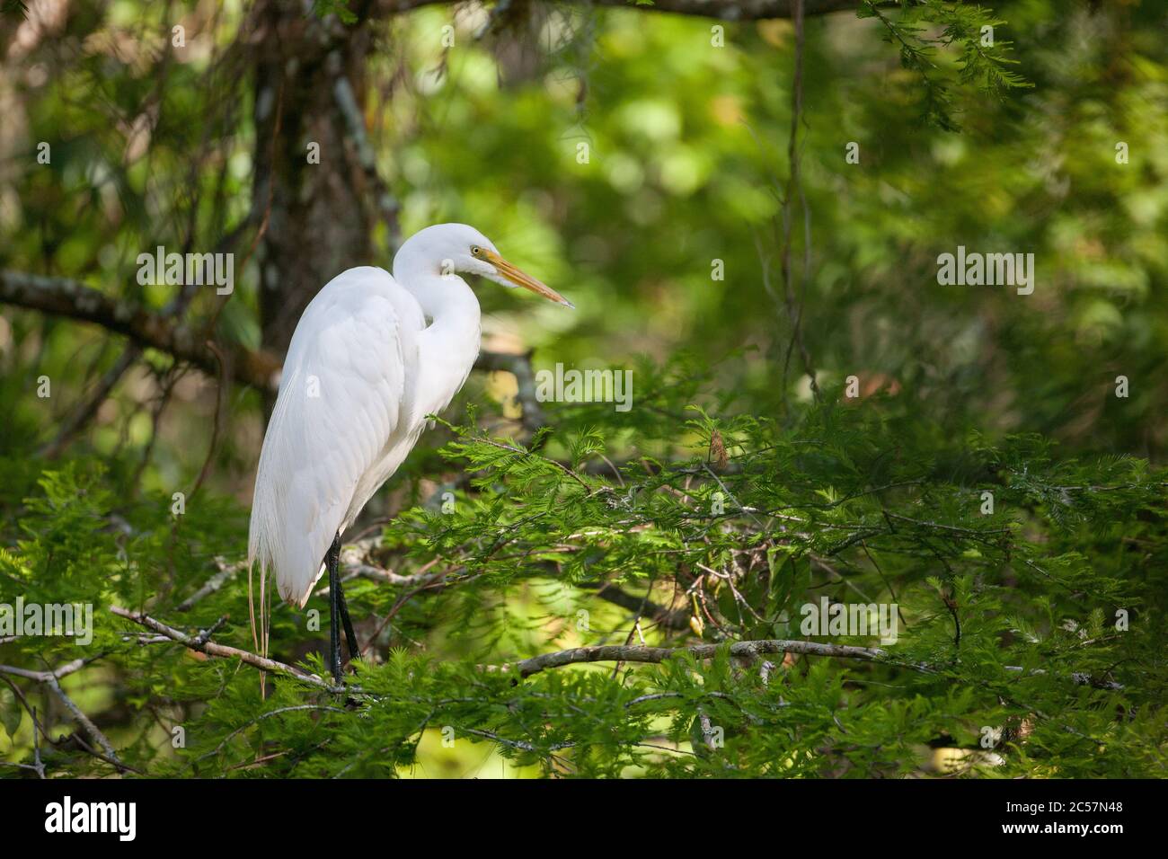 Un grande egreto si trova arroccato in un albero nel grande rifugio cipresso nazione, Florida, Stati Uniti Foto Stock