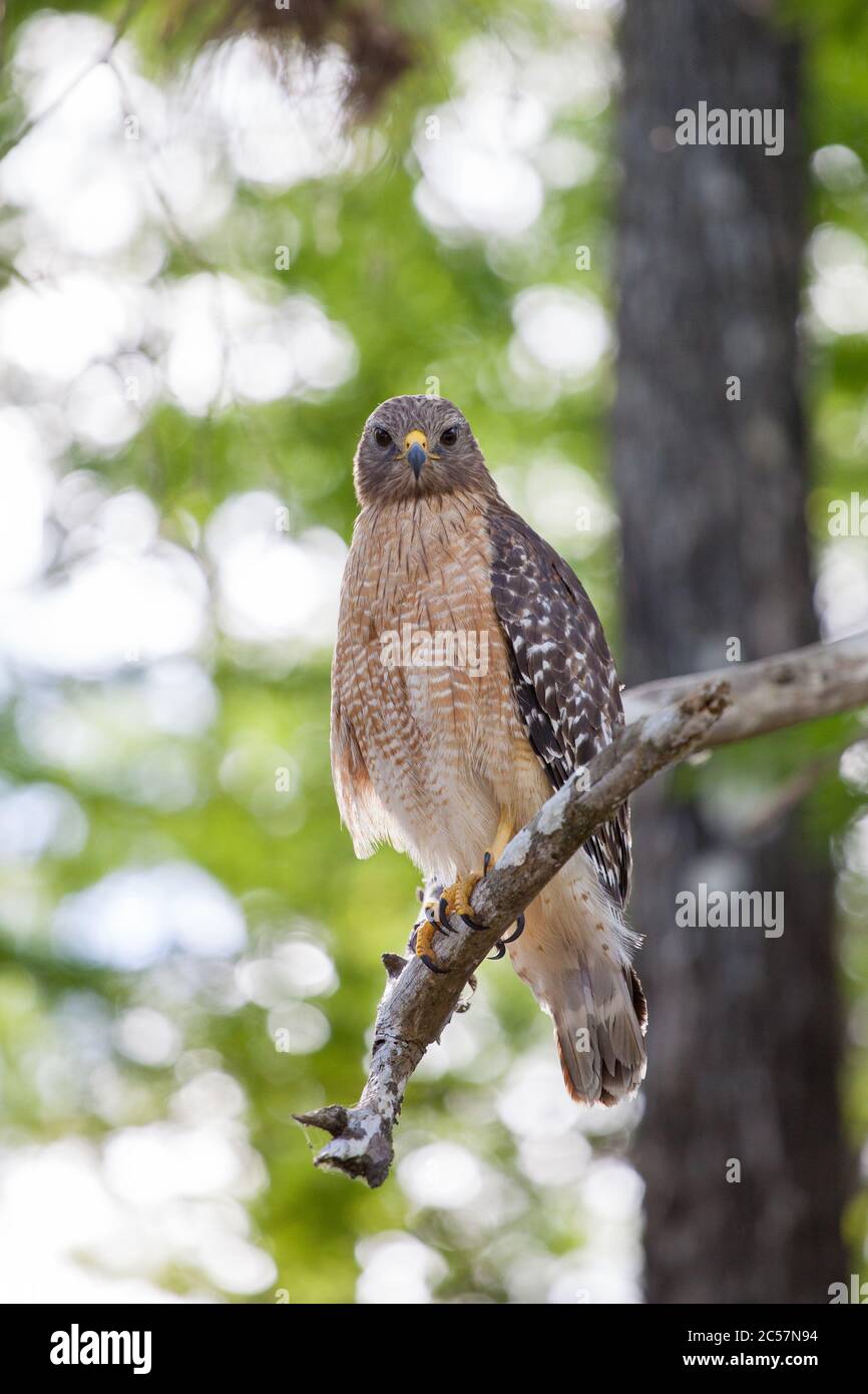 Un falco rosso con spalle arroccato in albero nel grande rifugio nazionale cipresso, Florida, USA Foto Stock