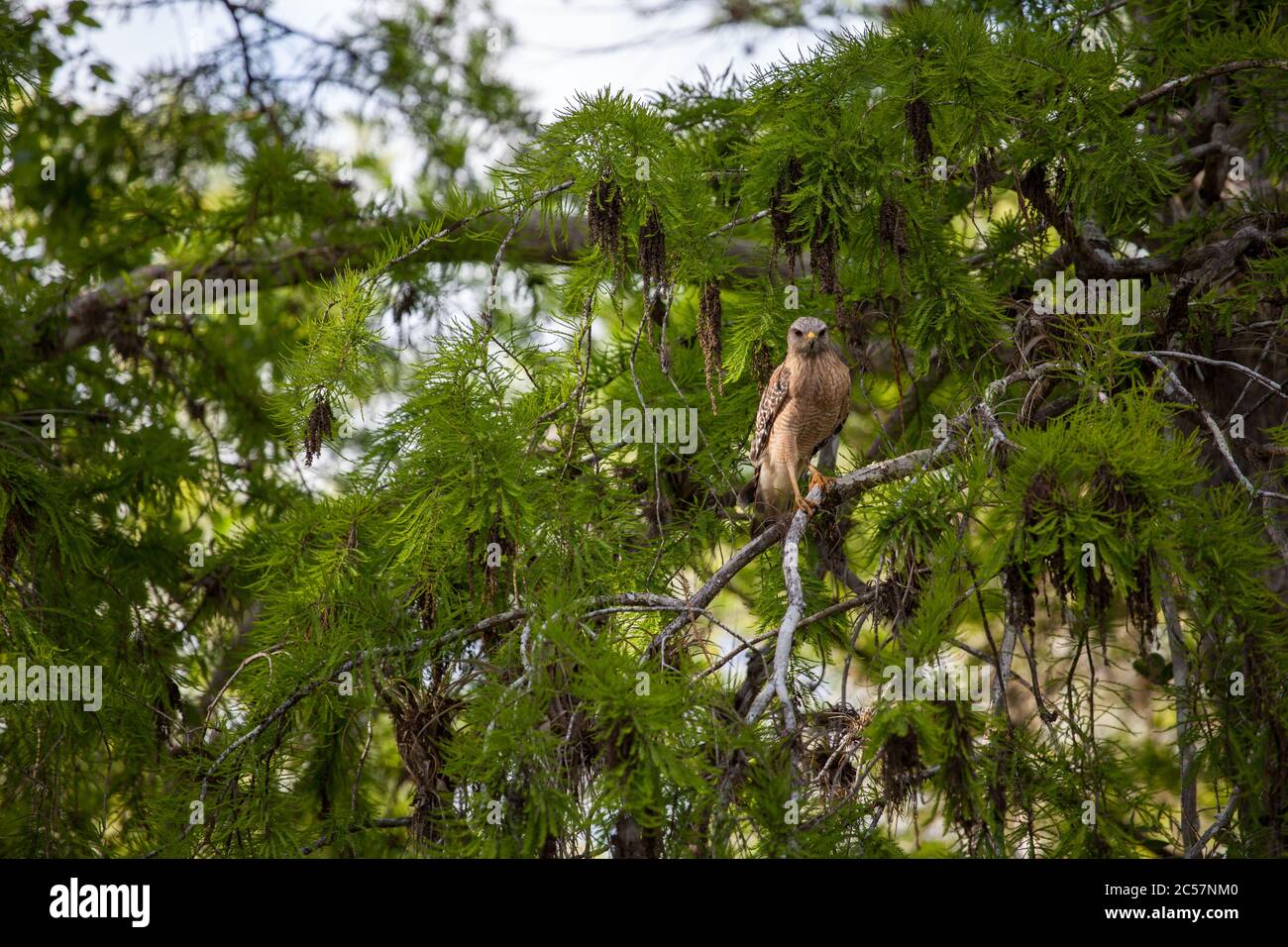 Un falco rosso con spalle arroccato in albero nel grande rifugio nazionale cipresso, Florida, USA Foto Stock
